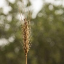 Eine Ähre von Hordeum Bulbosum 