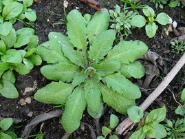 Arabidopsis thaliana