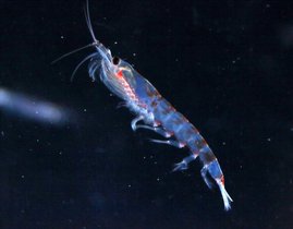 Maximal sechs Zentimeter lang und zwei Gramm schwer: Trotz seiner unscheinbaren Erscheinung spielt Antarktischer Krill eine zentrale Rolle für das Leben im Südpolarmeer.  