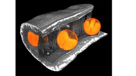 Das Bild zeigt einen virtuellen Schnitt durch eine Brassica napus-Schote und verdeutlicht die räumliche Anordnung der Samen (in Orange). 
